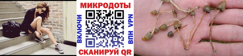 Псилоцибиновые грибы Psilocybe  Тихвин 